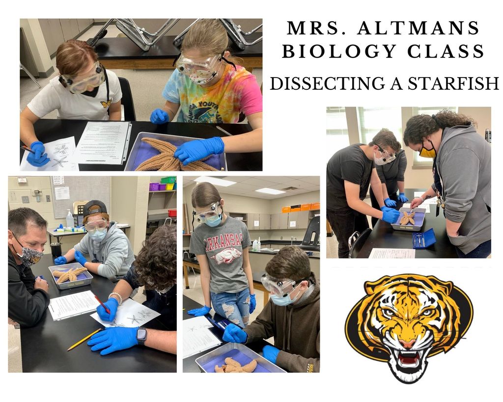 Starfish Dissecting